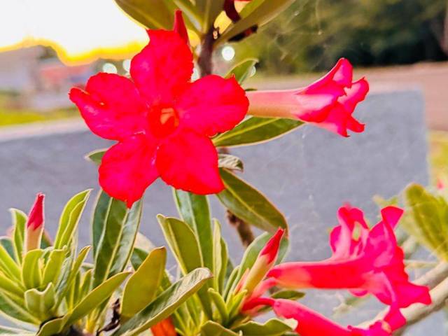 #1302 - Terreno em condomínio para Venda em Sorocaba - SP - 2