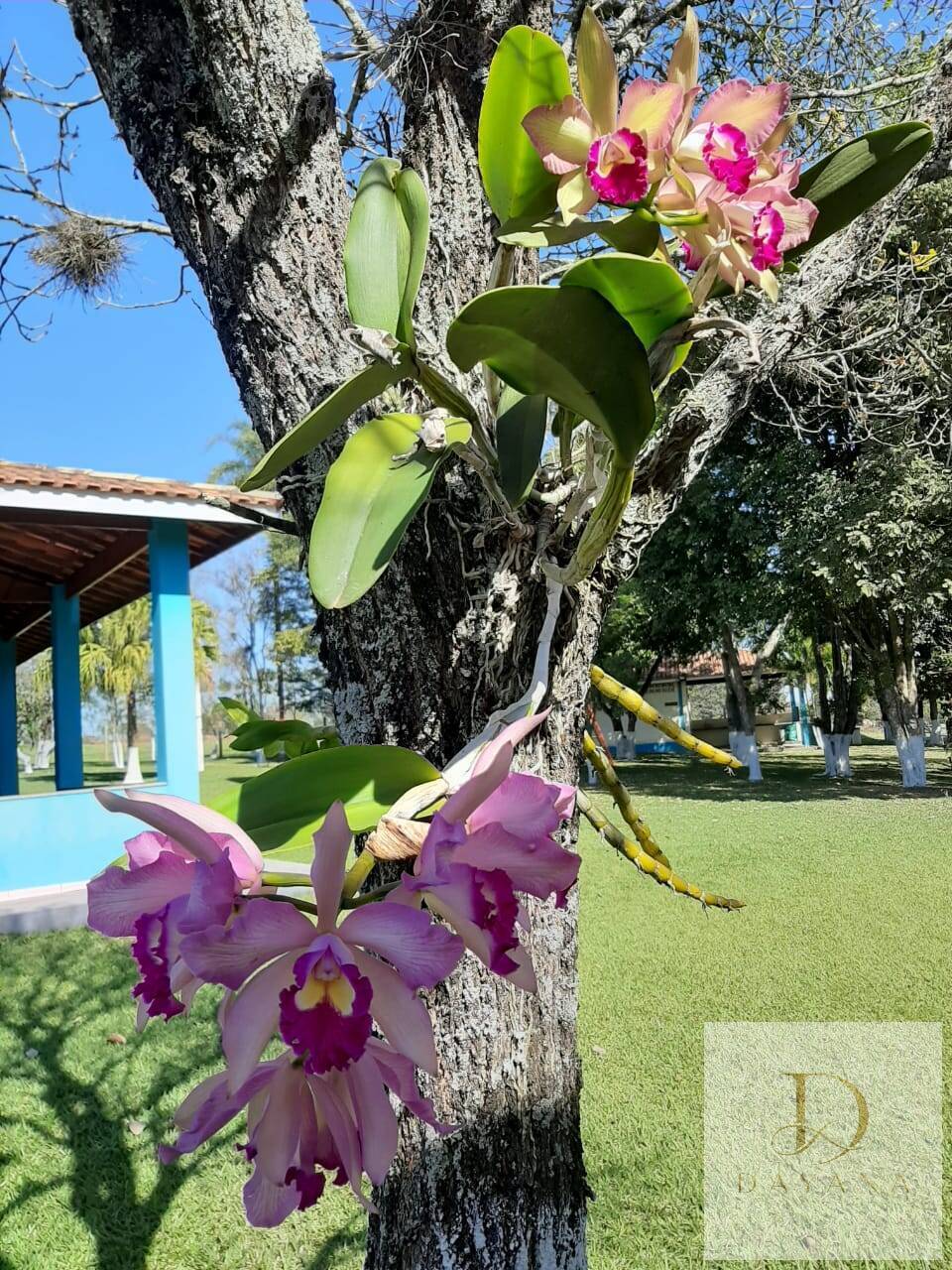 Sítio, 3 quartos, 103 hectares - Foto 12